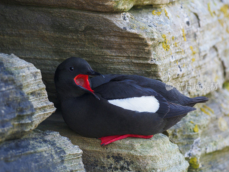 黑色海鸠或Tystie (Cepphus grylle)，奥克尼群岛，苏格兰